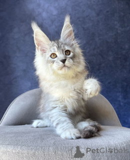 Foto №2 zu Ankündigung № 169877 zu verkaufen maine-coon-katze - einkaufen Deutschland züchter