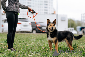 Foto №2 zu Ankündigung № 75953 zu verkaufen mischlingshund - einkaufen Russische Föderation quotient 	ankündigung
