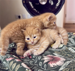 Foto №1. britisch kurzhaar - zum Verkauf in der Stadt Bergkamen | 350€ | Ankündigung № 153366