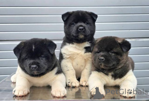 Foto №1. amerikanischer akita - zum Verkauf in der Stadt Kraljevo | verhandelt | Ankündigung № 54727