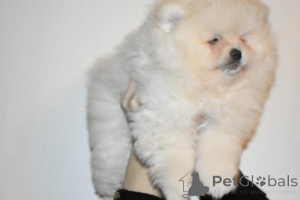 Foto №1. pommersche spitz - zum Verkauf in der Stadt Mayrhofen | verhandelt | Ankündigung № 138838