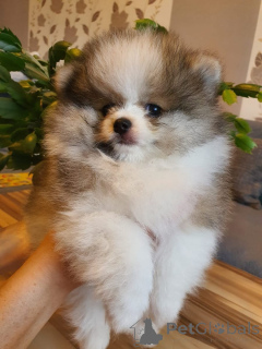 Foto №1. pommersche spitz - zum Verkauf in der Stadt Aurich | verhandelt | Ankündigung № 166156