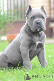 Foto №3. Cane Corso Welpen in Topqualität. Serbien
