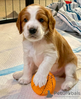 Foto №1. welsh springer spaniel - zum Verkauf in der Stadt Kaunas | verhandelt | Ankündigung № 120600