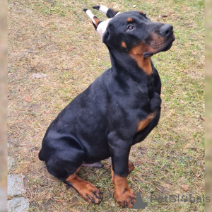 Foto №1. dobermann - zum Verkauf in der Stadt München | 900€ | Ankündigung № 149002