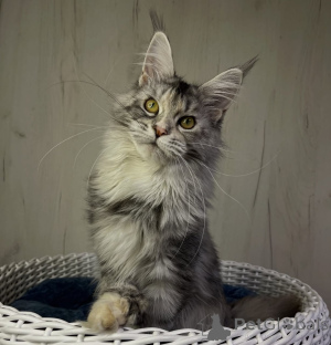 Foto №2 zu Ankündigung № 161214 zu verkaufen maine-coon-katze - einkaufen USA züchter
