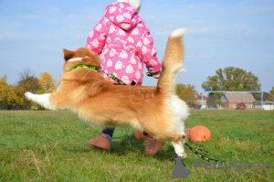 Foto №3. Wahnsinnig schön und sehr charmant! Baby Waliser Corgi Pembroke.. Ukraine