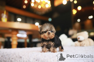 Foto №3. Dean Janet Kay Welpen Haus. USA