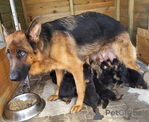 Foto №1. deutscher schäferhund - zum Verkauf in der Stadt Rostock | 350€ | Ankündigung № 74553