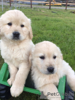 Foto №2 zu Ankündigung № 123279 zu verkaufen golden retriever - einkaufen Deutschland quotient 	ankündigung, züchter