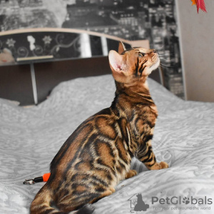 Foto №2 zu Ankündigung № 89449 zu verkaufen bengal katzenrasse - einkaufen Tschechische Republik 