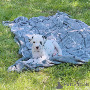 Foto №3. Männliche und weibliche Welpen bereit für die Vermittlung. Deutschland