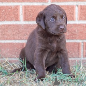 Foto №4. Ich werde verkaufen labrador retriever in der Stadt Berlin. quotient 	ankündigung - preis - 500€