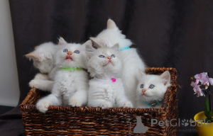Foto №3. Un bonheur crème en robe de soie des chatons Sacrés de Birmanie cherchent leur. Schweiz