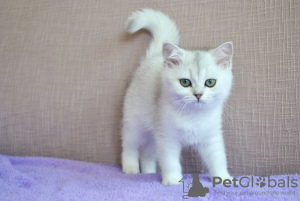 Zusätzliche Fotos: Britische Kätzchen werden angeboten