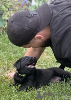 Foto №2 zu Ankündigung № 146093 zu verkaufen labrador retriever - einkaufen USA quotient 	ankündigung, vom kindergarten, aus dem tierheim, züchter