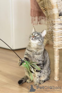 Zusätzliche Fotos: Die sanfte Katze Iriska sucht eine Familie.