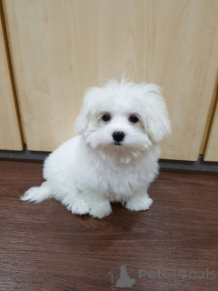 Foto №3. Szczenięta maltańczyka Teacup do adopcji. Polen