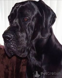 Foto №3. Deutsche Dogge Welpen. Serbien