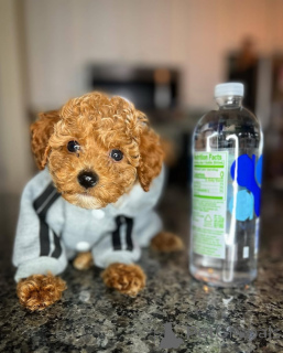 Foto №1. pudel (toy) - zum Verkauf in der Stadt Helsinki | 500€ | Ankündigung № 164032