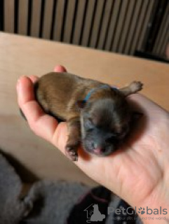 Foto №2 zu Ankündigung № 126663 zu verkaufen  - einkaufen USA 