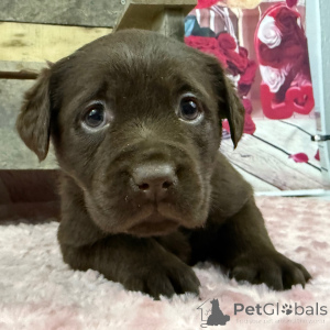 Foto №2 zu Ankündigung № 163937 zu verkaufen labrador retriever - einkaufen Großbritannien quotient 	ankündigung