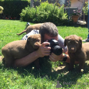 Foto №1. chesapeake bay retriever - zum Verkauf in der Stadt Berlin | Frei | Ankündigung № 126917