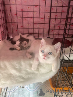 Foto №4. Ich werde verkaufen  in der Stadt Moskwa.  - preis - Frei