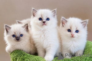 Foto №1. ragdoll-katze - zum Verkauf in der Stadt Unterscheiden sich | verhandelt | Ankündigung № 173275