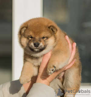 Foto №3. Shiba Inu-Welpen. Weißrussland