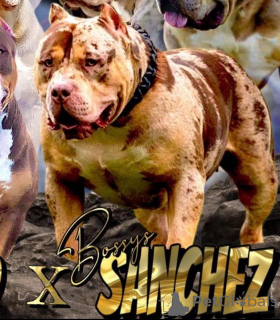 Foto №4. Ich werde verkaufen american bully in der Stadt Sremska Mitrovica. züchter - preis - verhandelt