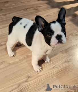 Foto №2 zu Ankündigung № 130932 zu verkaufen französische bulldogge - einkaufen Serbien züchter