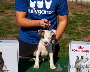 Foto №2 zu Ankündigung № 156048 zu verkaufen amerikanischer staffordshire terrier - einkaufen Serbien züchter
