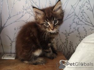 Foto №3. Maine-Coon-Kätzchen mit Stammbaum zur Adoption. Niederlande