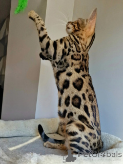 Foto №3. Dem eleganten, liebevollen und überaus schönen Charme von Nalas kann man nicht. Schweden