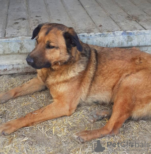 Foto №4. Ich werde verkaufen mischlingshund in der Stadt Wolgograd. quotient 	ankündigung - preis - Frei