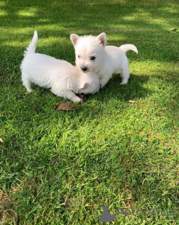 Foto №3. Reine Rasse Yorkie Welpen verfügbar. USA