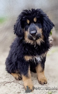 Foto №1. do khyi - zum Verkauf in der Stadt Dnipro | 1063€ | Ankündigung № 140135