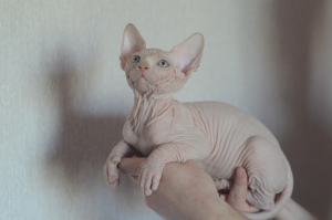 Foto №1. sphynx cat - zum Verkauf in der Stadt Minsk | 380€ | Ankündigung № 2253