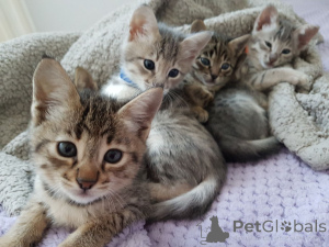 Foto №1. savannah-katze - zum Verkauf in der Stadt Пардубице | 510€ | Ankündigung № 135282