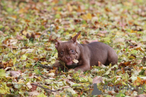 Foto №2 zu Ankündigung № 79411 zu verkaufen american bully - einkaufen Finnland züchter