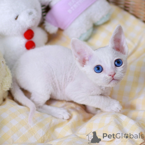 Foto №2 zu Ankündigung № 152254 zu verkaufen devon rex - einkaufen USA züchter