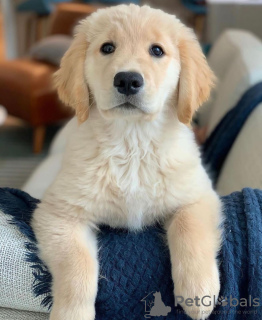 Foto №2 zu Ankündigung № 99799 zu verkaufen boerboel, chihuahua, französische bulldogge, golden retriever, malteser, mops, rottweiler - einkaufen Großbritannien 