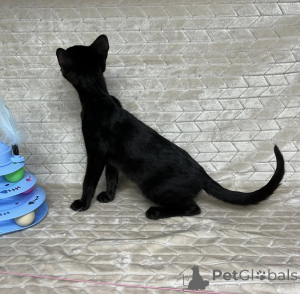 Foto №2 zu Ankündigung № 172905 zu verkaufen savannah-katze - einkaufen Belgien quotient 	ankündigung