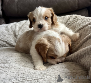 Foto №2 zu Ankündigung № 143851 zu verkaufen cavalier king charles spaniel - einkaufen USA quotient 	ankündigung