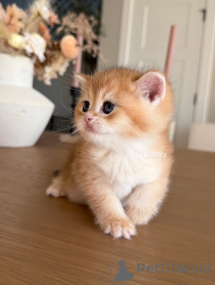 Foto №4. Ich werde verkaufen britisch kurzhaar in der Stadt Carro. quotient 	ankündigung - preis - verhandelt