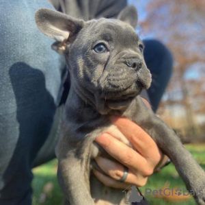 Foto №2 zu Ankündigung № 117292 zu verkaufen französische bulldogge - einkaufen Russische Föderation quotient 	ankündigung