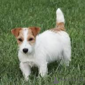 Foto №2 zu Ankündigung № 169388 zu verkaufen jack russell terrier - einkaufen Finnland quotient 	ankündigung, züchter