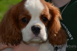 Foto №4. Ich werde verkaufen cavalier king charles spaniel in der Stadt Chocianów. züchter - preis - 2885€