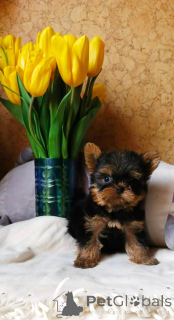 Foto №2 zu Ankündigung № 136911 zu verkaufen yorkshire terrier - einkaufen Russische Föderation quotient 	ankündigung